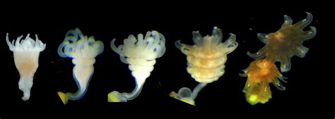 New Research Reveals How to Easily Grow Jellyfish In Captivity | Deep ...