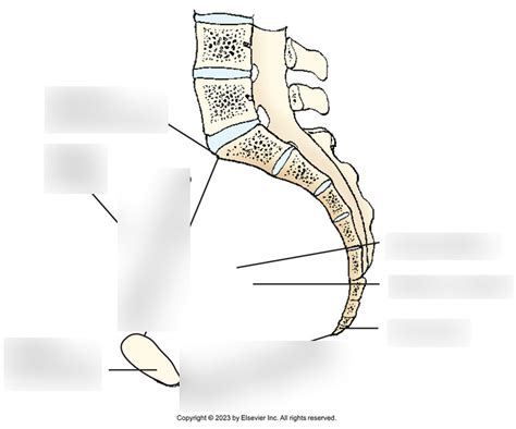 Chapter 8 Anatomy Inlet and Outlet of True Pelvis Diagram | Quizlet