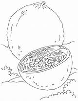 Free Oranges Coloring Pages  Learn To sketch template