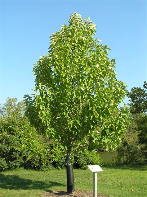 Native Trees of Indiana River Walk