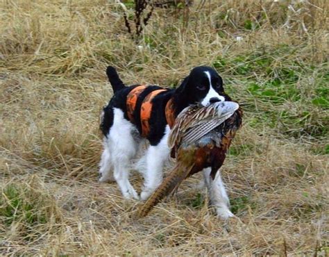 English Springer Spaniel | Bird dogs, Hunting dogs, English springer ...