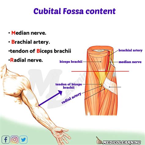 What Is Cubital Fossa Mnemonic - Infoupdate.org