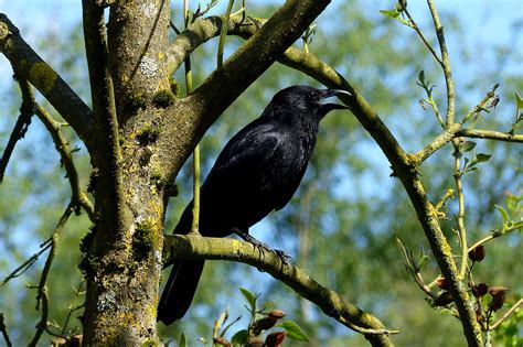 Raven Crow Bird - Free photo on Pixabay - Pixabay