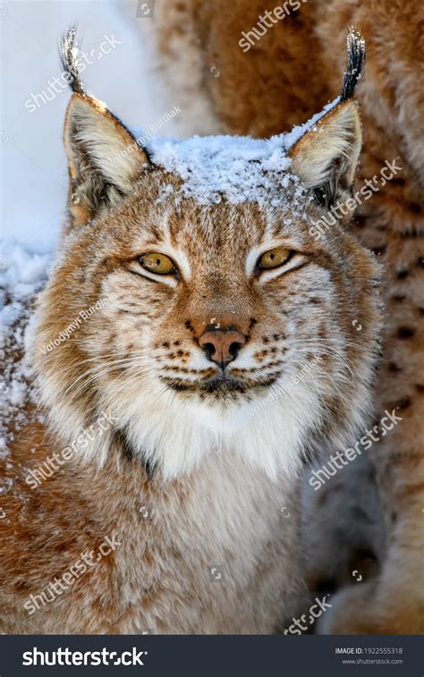 17,706 White Lynx Images, Stock Photos & Vectors | Shutterstock