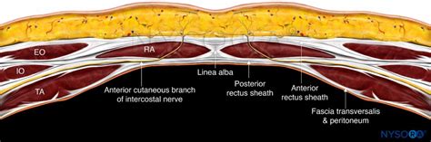 Rectus Sheath Block Anatomy