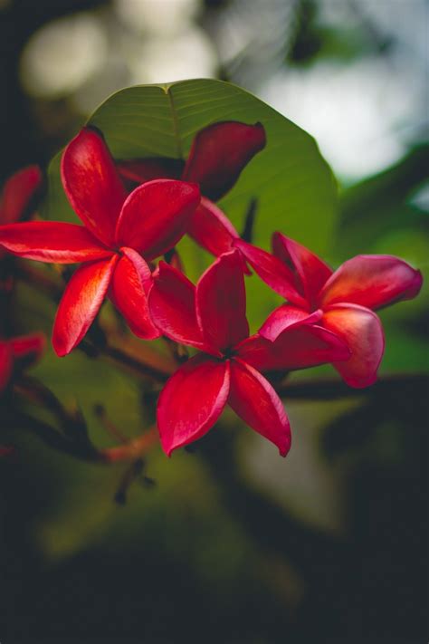 Helpful Ways to Grow Plumeria Rubra - Blooming Anomaly