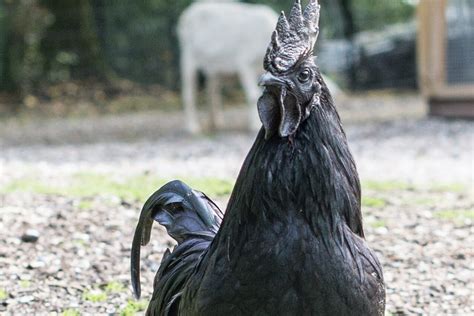 Black Rooster Spiritual Meaning and Symbolism (8 Omens)