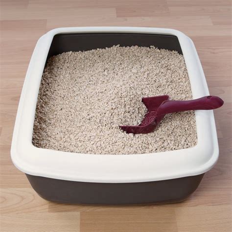 Cat litter box stock photo. Image of clean, filler, environmental ...