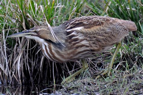 American Bittern Bird - Habitat | Range | Flight | Size | Migration ...