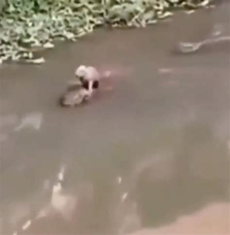 Capybara hitching a free ride on what looks like to be an alligator and a caiman (in the water ...