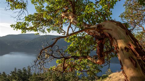 Get high on the new Malahat SkyWalk | Escapism TO