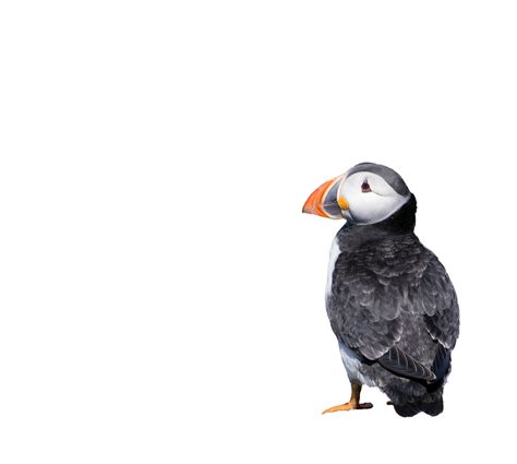 Puffin On White Background Free Stock Photo - Public Domain Pictures