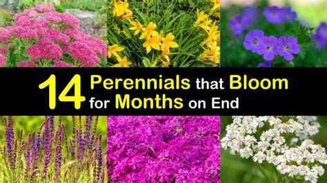 14 Perennials that Bloom for Months on End