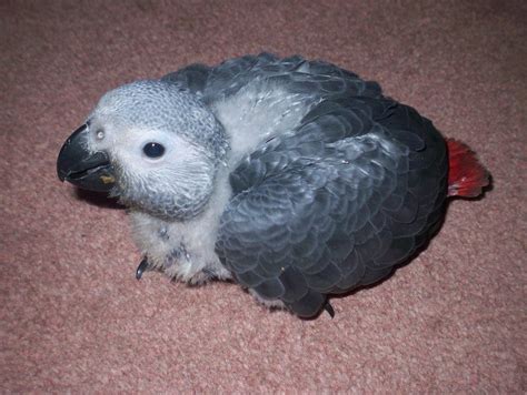 Baby African Grey Parrot | African grey parrot, African grey, Parrot pet