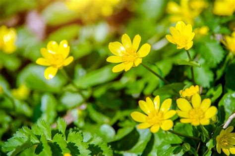 Lesser Celandine: A Petite Wonder with Deep Symbolic Roots - Petal Republic