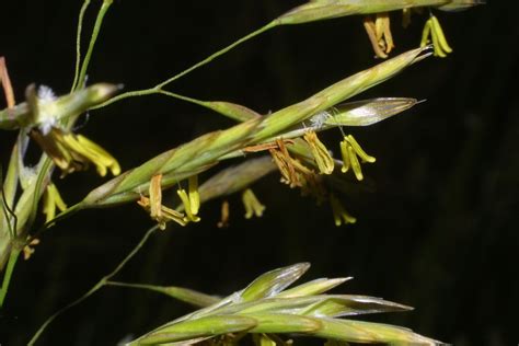 Bromus inermis (smooth brome): Go Botany