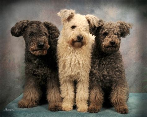 54 best Pumi images on Pinterest | Dog photos, Pumi dog and Puppy pictures