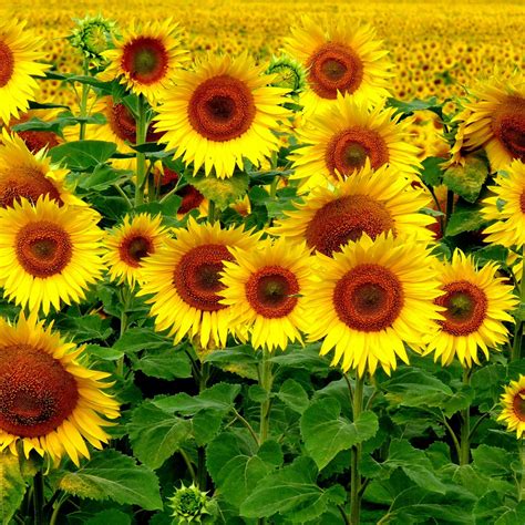 Field Sunflowers Landscape iPad Pro Wallpapers Free Download