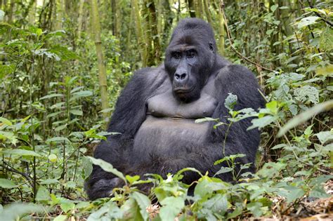 Eastern lowland gorilla - the biggest gorilla in the world