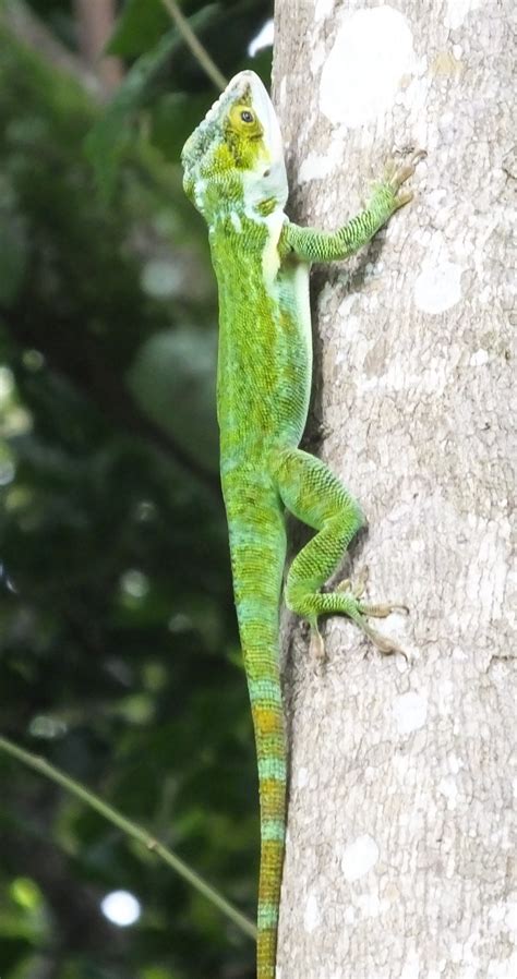 More Cuban anoles to ID - Anole Annals