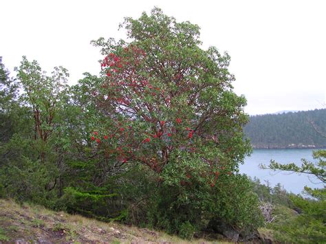 Madrone Tree with red berries | Madrone Tree with red berrie… | Flickr