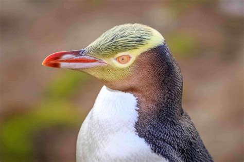 The Yellow-Eyed Penguin Is in Danger of Extinction - My Animals