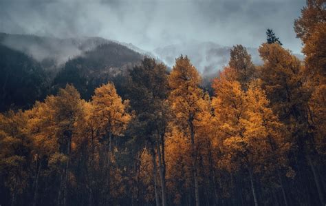 yellow trees #fall #trees #nature #mountains #forest #mist #1080P #wallpaper #hdwallpaper # ...