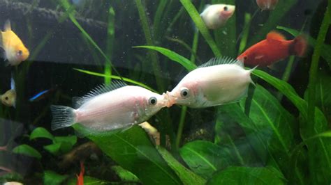 Kissing Gourami Fish - Facts | Description | Food | Tank - SeaFish