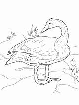 Cisne Trompetista En La Orilla Para Colorear Imprimir E Dibujar  sketch template