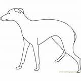 greyhound Coloring Pages For Kids  Download Printable sketch template