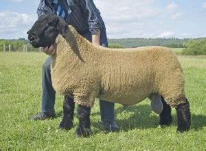 The breed of sheep - Suffolk, description, characteristics, photos