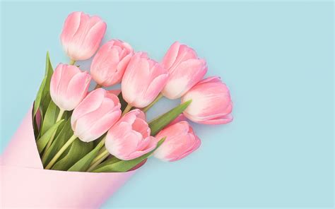 Baby Pink Tulips | Pink tulips, Tulips, Spring flowers