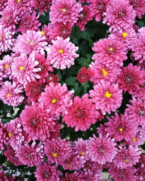 Chrysanthemum meaning, origins, and other interesting facts