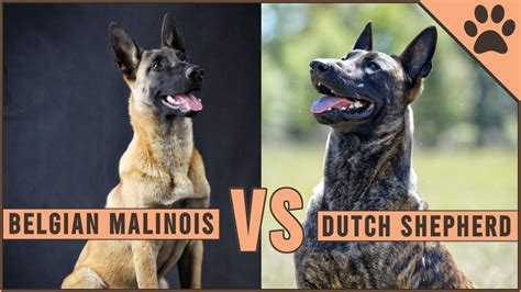 Are Belgian Shepherds The Same As Belgian Malinois