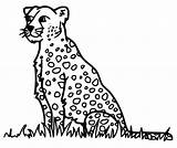 Cheetah Free Printable coloring Page  Download Print Or Color Online sketch template