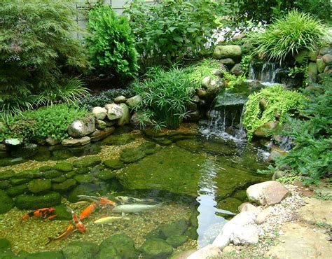 Things to Consider Before Starting a Koi Fish Pond - hygger