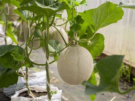 How To Grow Cantaloupe In Containers - A Vertical Growing Guide