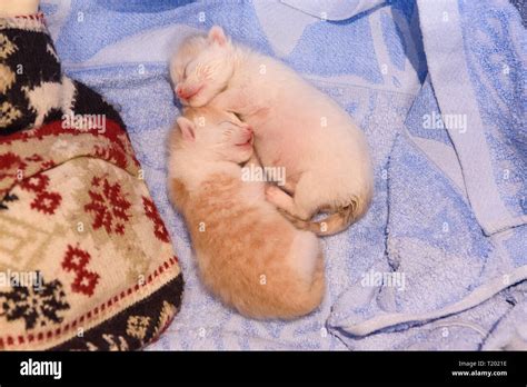 Newborn kittens sleeping Stock Photo - Alamy