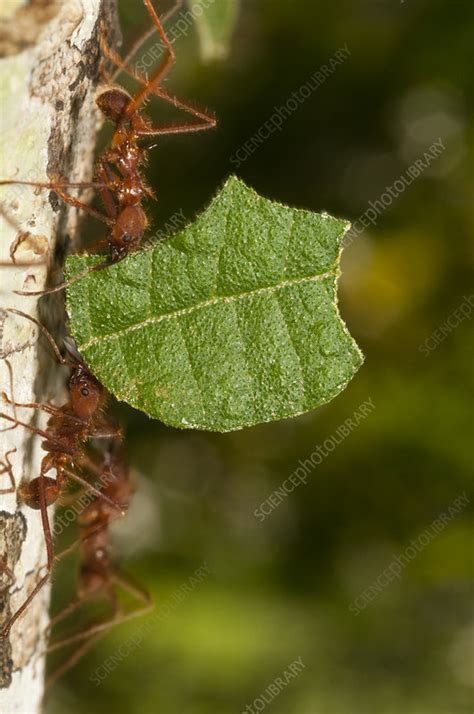 Leafcutter ants - Stock Image - F031/6795 - Science Photo Library