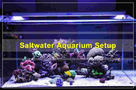 How to Set Up a Saltwater Aquarium - Shrimp and Snail Breeder