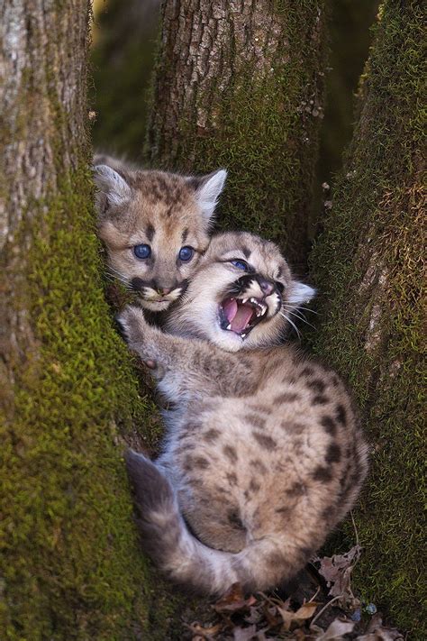 North American Wildlife - Jim Zuckerman Photography | Animals beautiful ...