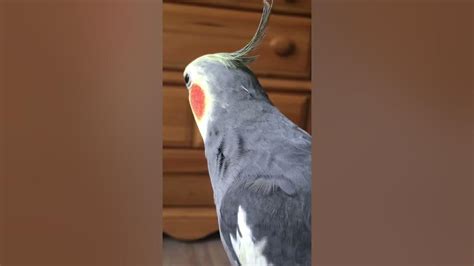 Cocktail bird singing - YouTube