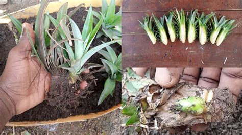 Growing Pineapple, Pineapple Planting, Propagation, Projects To Try ...