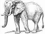 Printable Elephant Pictures To Color sketch template
