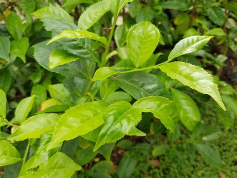 Tea plant - Camellia sinensis | Plants | Kew