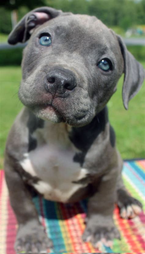 Baby Blue Nose Pitbull Puppies