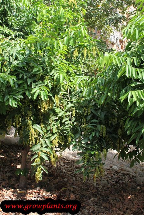 Bignay tree - How to grow & care