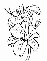 Lily Coloring Page  Art Starts sketch template