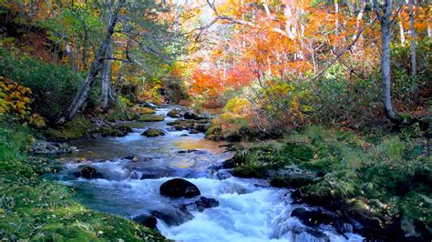 Autumn Landscape of Clear Stream. Forest Stream, Water Sounds, White ...