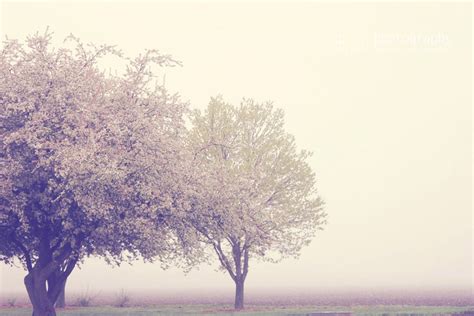 sassafras: blooming white :: nature photography :: fine art photography